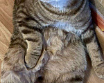 Кошки в Мур: Кот вязка, 1 руб. - фото 4