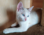 Кошки в Москве: Лира - котенок метис тайской кошки ищет дом Девочка, Бесплатно - фото 4