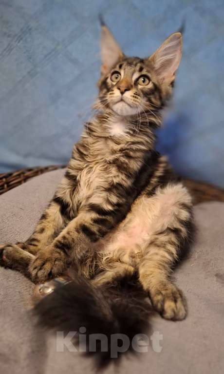 Кошки в Санкт-Петербурге: котята мейн кун Девочка, 40 руб. - фото 8