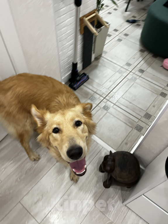 Собаки в Мурином: Золотистый ретривер в добрые руки  Девочка, Бесплатно - фото 4