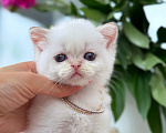 Кошки в Москве: Шотландский котёнок Колорная золотая шиншилла Мальчик, 60 000 руб. - фото 2
