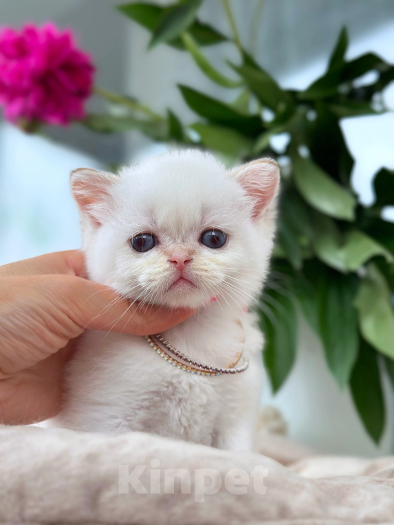 Кошки в Москве: Шотландский котёнок Колорная золотая шиншилла Мальчик, 60 000 руб. - фото 2