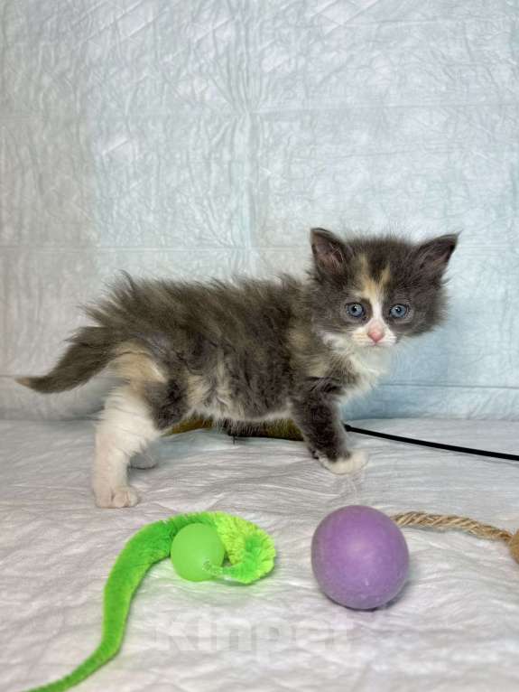 Кошки в Санкт-Петербурге: Котенок 1 месяц Астрид Девочка, Бесплатно - фото 5