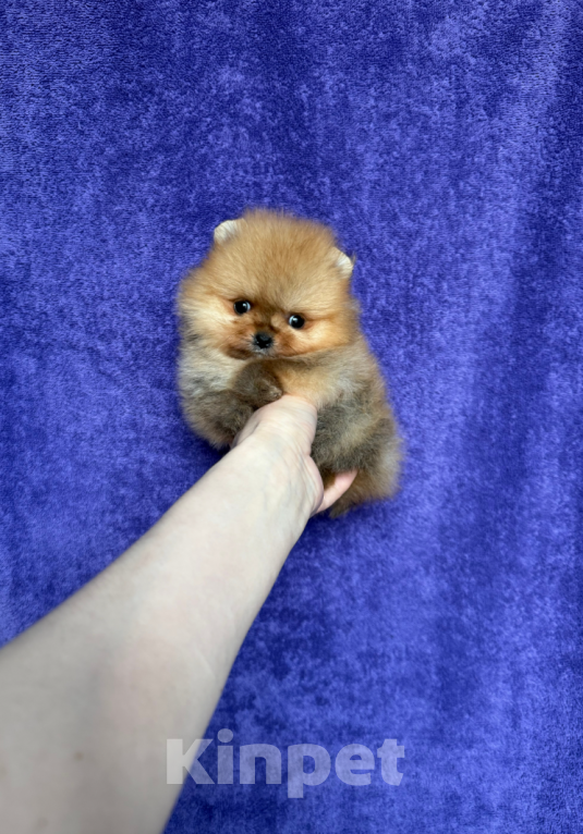 Собаки в Москве: Микро девочка Девочка, 30 000 руб. - фото 1