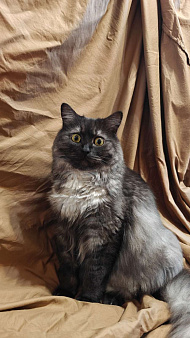 Потерялся кот Боня. Вознаграждение 