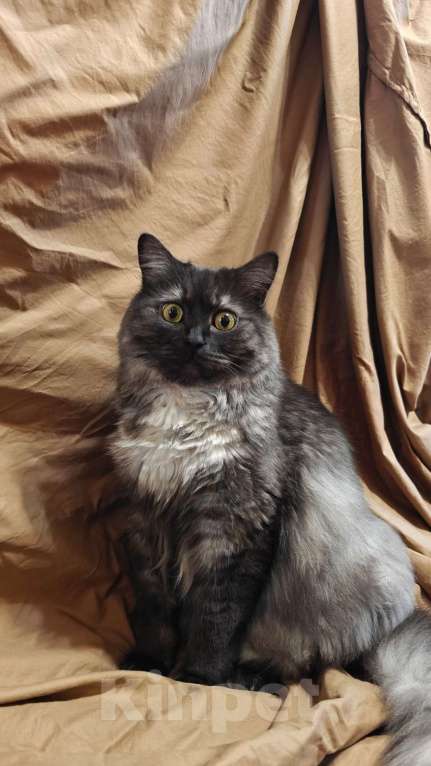 Кошки в Краснодаре: Потерялся кот Боня. Вознаграждение  Мальчик, 5 000 руб. - фото 1