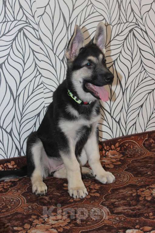 Собаки в Красноярске: Щенок ВЕО Нелли Голд Девочка, Бесплатно - фото 3