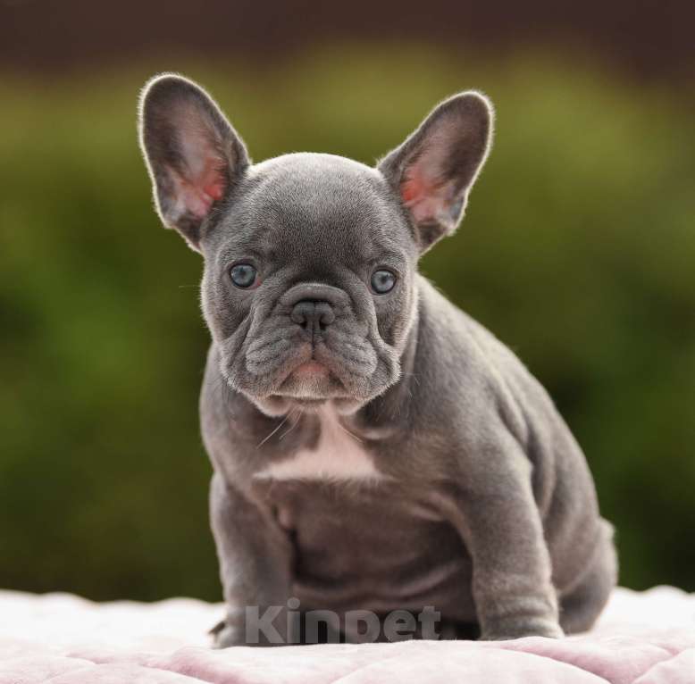 Собаки в Брянске: Тильда Девочка, 120 000 руб. - фото 3