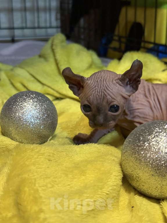 Кошки в других городах Волгоградской области: Маленькое солнышко  Мальчик, 50 000 руб. - фото 2