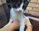 Кошки в Москве: Котенок Шерлок ищет дом Девочка, Бесплатно - фото 2