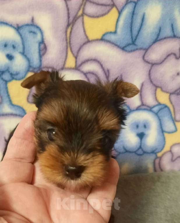 Собаки в других городах Тверской области: Милые Йорки Девочка, 30 000 руб. - фото 2