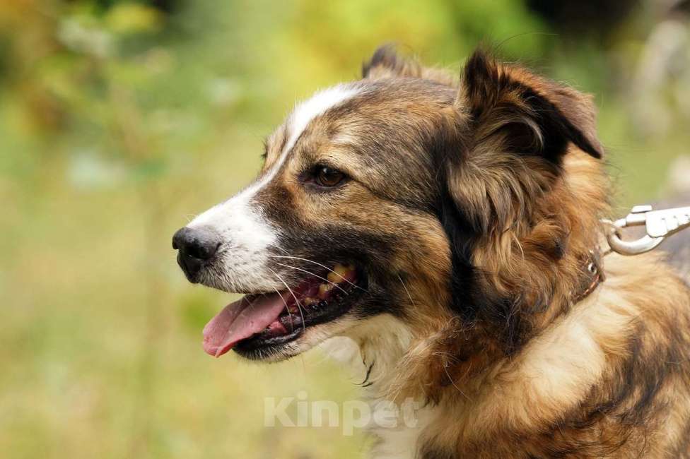 Собаки в Москве: Микки Девочка, Бесплатно - фото 4