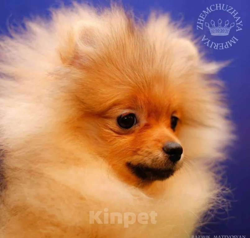 Собаки в Ульяновске: Милые шпицы малыши, 1 руб. - фото 4