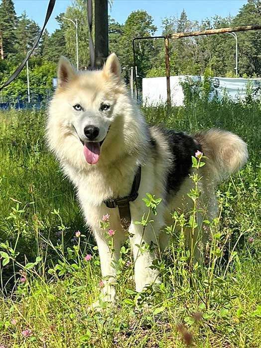 Собаки в Москве: Ищем дом для метиса хаски по имени Альфа Девочка, 10 руб. - фото 7