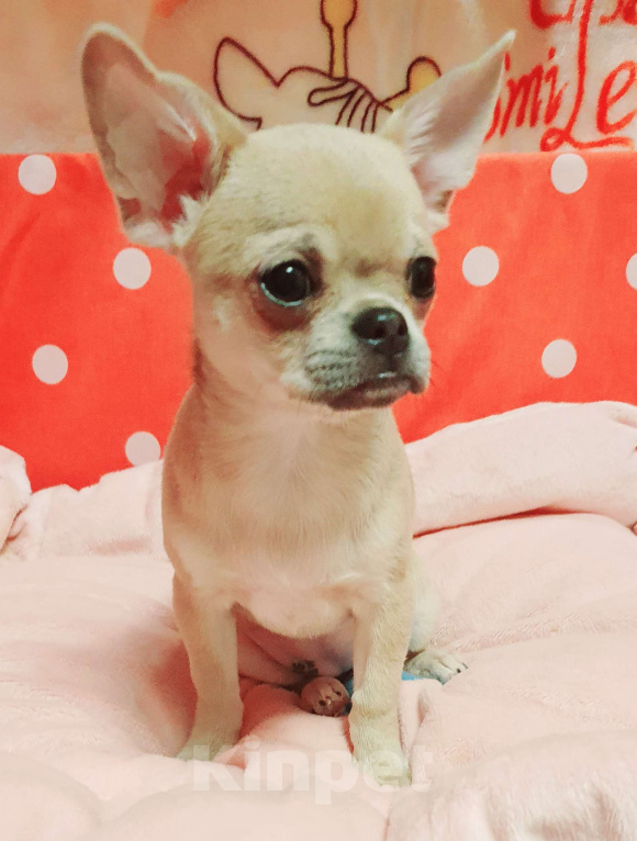 Собаки в Москве: Щенки чихуахуа Девочка, 30 000 руб. - фото 2