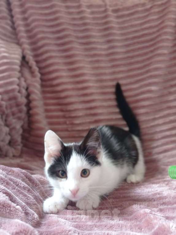 Кошки в Москве: Очень красивая и ласковая Беатрис котенок в добрые руки Девочка, Бесплатно - фото 2