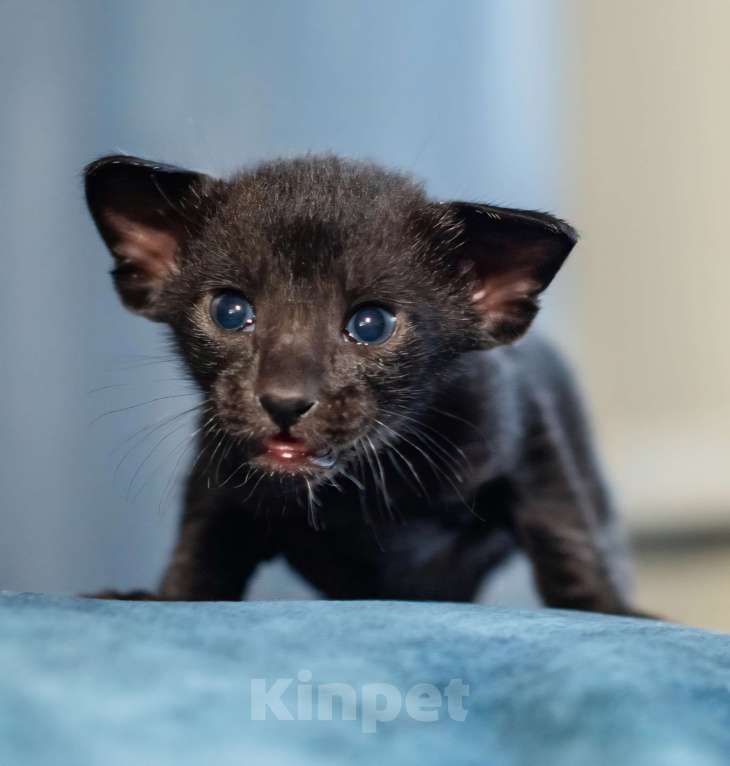 Кошки в Ростове-на-Дону: Продаётся ориентальный котёнок Мальчик, 20 000 руб. - фото 2