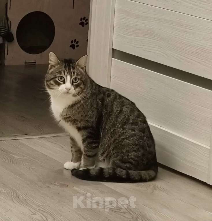 Кошки в Санкт-Петербурге: Анатоль! Котик в поисках семьи Мальчик, Бесплатно - фото 5