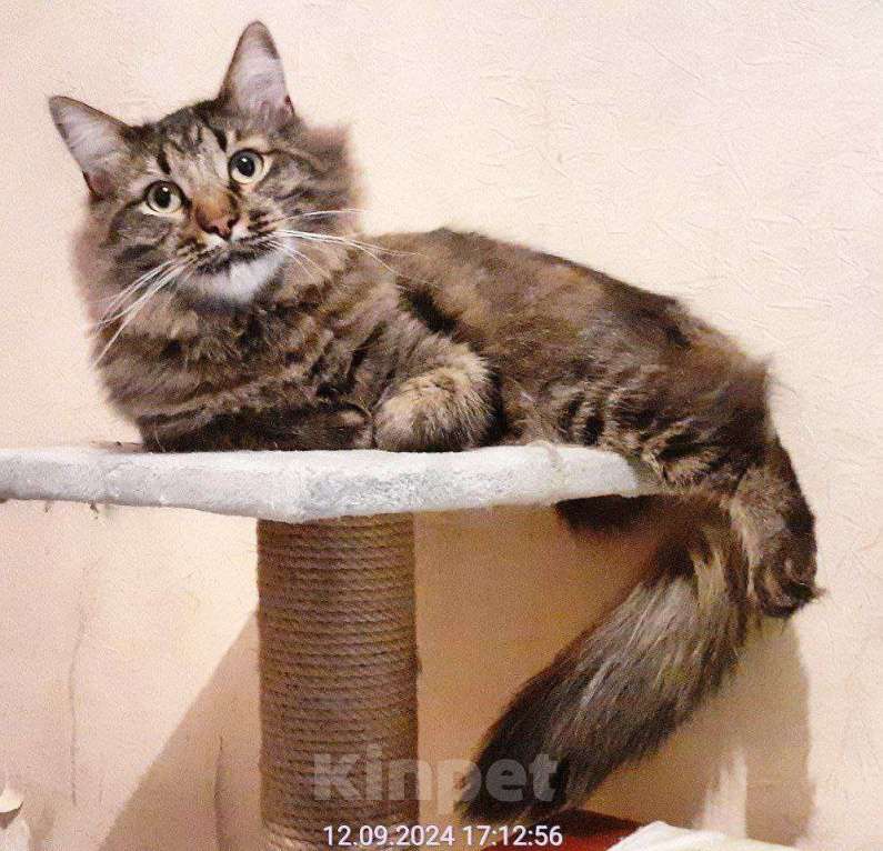 Кошки в Москве: Василек царь всего, ищет любящую семью Мальчик, Бесплатно - фото 3