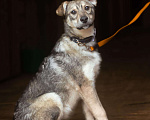 Собаки в Сергиеве Посаде: Добби ищет дом  Мальчик, Бесплатно - фото 3