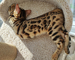 Кошки в Калуге: Бенгальский котенок  Мальчик, 15 000 руб. - фото 2
