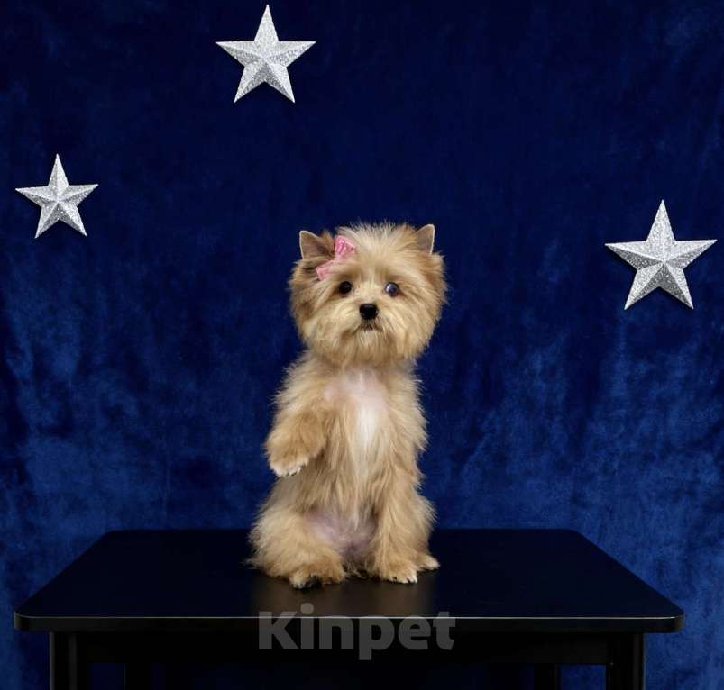 Собаки в Москве: Голубоглазый йорк мини девочка рыжая Девочка, 90 000 руб. - фото 2