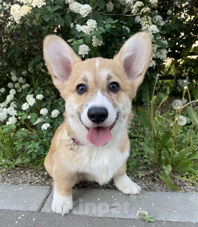 Собаки в Москве: Щенок корги 4 месяца Мальчик, 45 000 руб. - фото 5