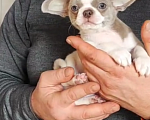 Собаки в Саратове: Щенок Чихуахуа Мальчик, 50 000 руб. - фото 2