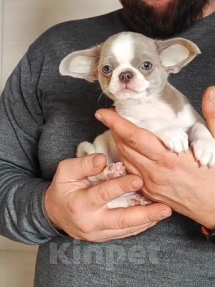 Собаки в Саратове: Щенок Чихуахуа Мальчик, 50 000 руб. - фото 2