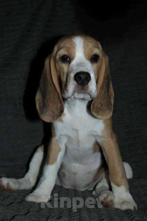 Собаки в Москве: Щенки Бигля  Девочка, 40 000 руб. - фото 8