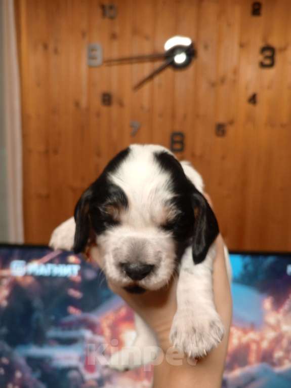 Собаки в других городах Московской области: Щенок русского охотничьего спаниеля Мальчик, 25 000 руб. - фото 8