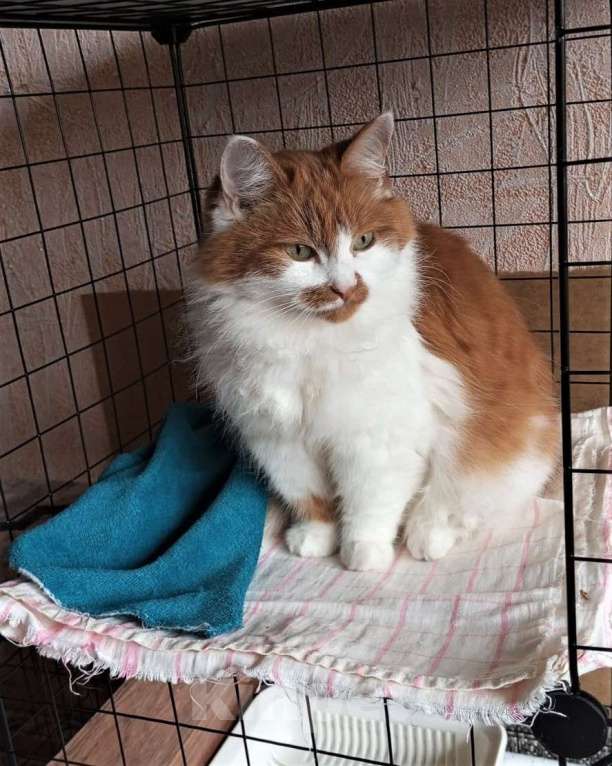 Кошки в Ногинске: Рыжая Маркиза хорошей хозяйке Девочка, Бесплатно - фото 6