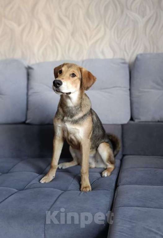 Собаки в Новосибирске: Молодой пёсик в добрые руки Мальчик, Бесплатно - фото 1