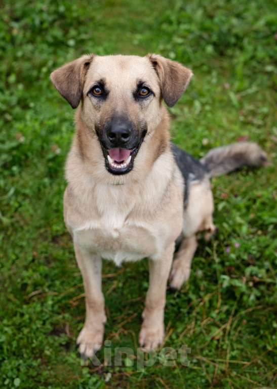 Собаки в Солнечногорске: Восхитительный парень с проникновенным взглядом Мальчик, Бесплатно - фото 8