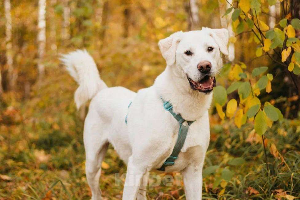 Собаки в Москве: Сахарок ищет дом Мальчик, Бесплатно - фото 4