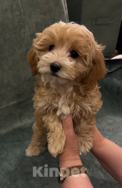 Собаки в Москве: щенки Мальтипу Девочка, Бесплатно - фото 3