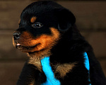 Собаки в Воронеже: Продажа щенки ротвейлера Мальчик, Бесплатно - фото 4
