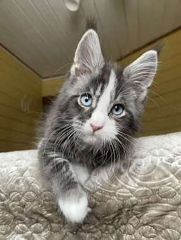 Мейн-кун голубоглазый🔥🔥🔥