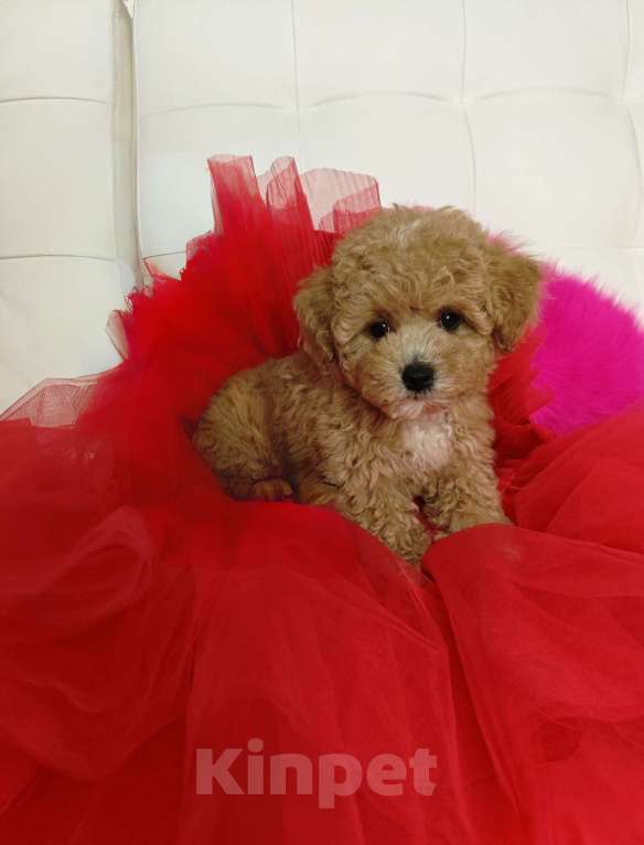 Собаки в Москве: Мальтипу Тедди 🐻 девочка  Девочка, 125 000 руб. - фото 3