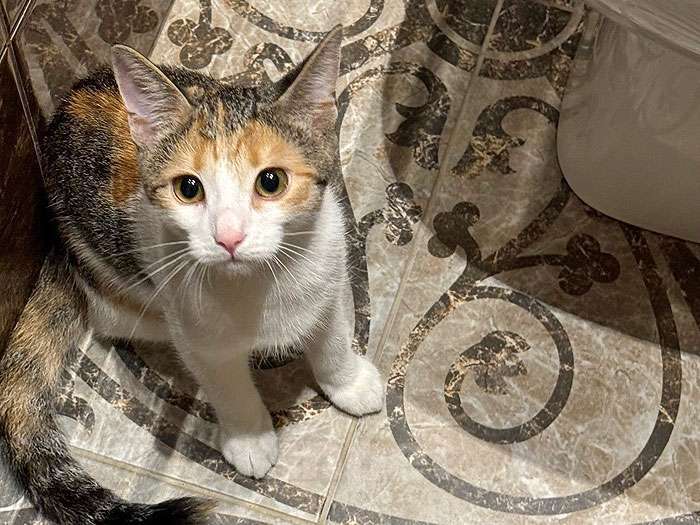 Кошки в Санкт-Петербурге: Кошечка Зося, трехцветное счастье ищет дом Девочка, 10 руб. - фото 8