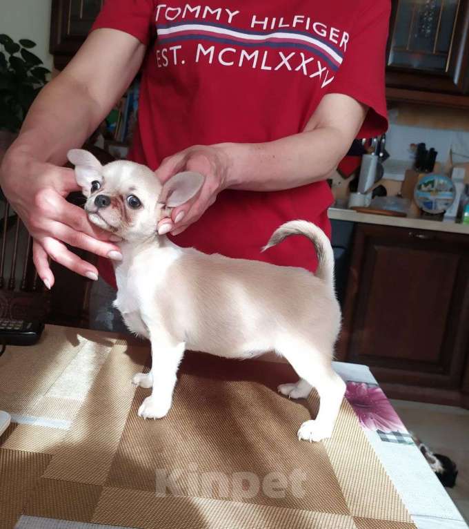 Собаки в Москве: красивая породная супер чихуахуа Девочка, 60 000 руб. - фото 4