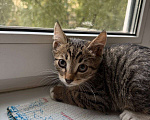 Кошки в Москве: Котенок Гриша ищет дом! Мальчик, Бесплатно - фото 4