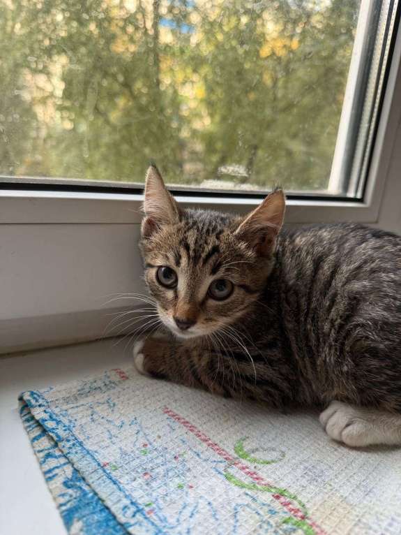 Кошки в Москве: Котенок Гриша ищет дом! Мальчик, Бесплатно - фото 4