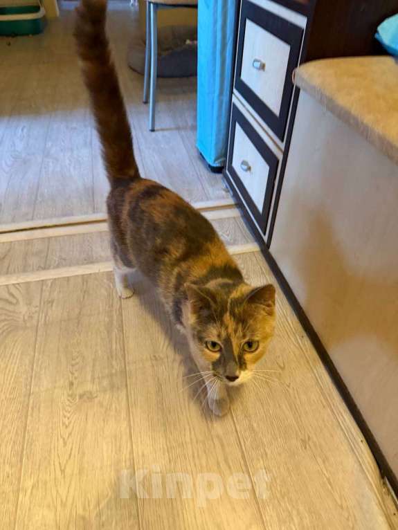 Кошки в Москве: Кошечка ищет любящий дом Девочка, Бесплатно - фото 9