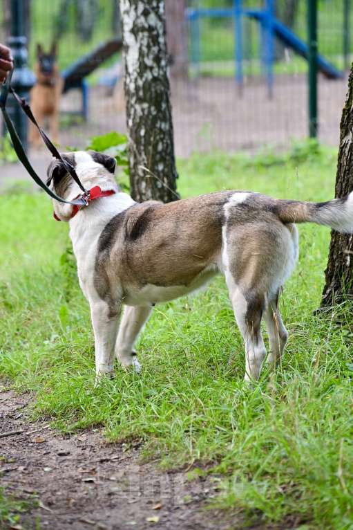 Собаки в Красногорске: Умнейшая Берта  очень ждет своего хозяина на передержке  Девочка, Бесплатно - фото 5