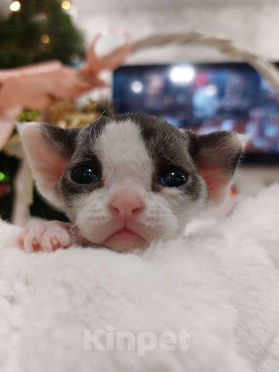Кошки в Воронеже: Котенок девон рекс мальчик Мальчик, 100 000 руб. - фото 4