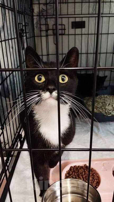 Кошки в Санкт-Петербурге: Чертофка ищет дом Девочка, Бесплатно - фото 1