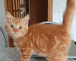 Кошки в Кирове: Британские красные ( рыжие) котята Мальчик, 25 000 руб. - фото 2