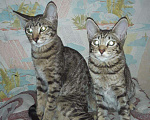 Кошки в Острогожске: Ориентальные котята, 10 000 руб. - фото 4