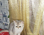 Кошки в Малмыже: британские, 25 000 руб. - фото 2